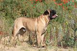 BULLMASTIFF 220